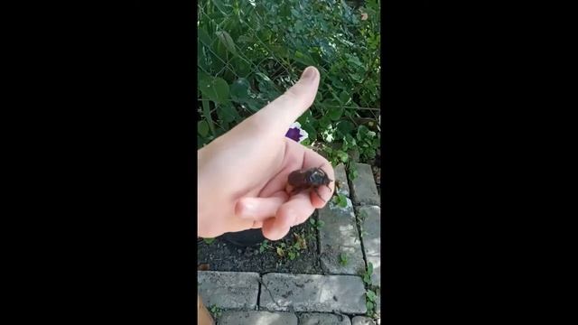 Жук-Носорог смотреть онлайн