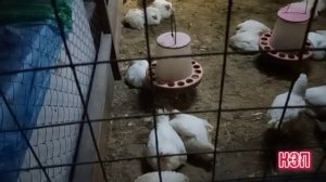 Цыплятам в брудере тесно, пересаживаю на пол в клетку.