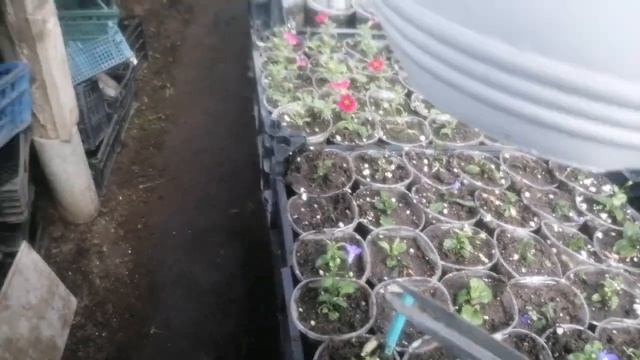 Вегетативная лобелия неделя после пикирования и черенкования. Формируем кусты! смотреть онлайн