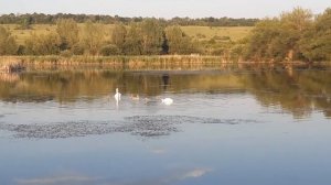 Лебеди с лебедятами.Белый лебедь на пруду.Природа вокруг нас.Красота и природа вокруг нас