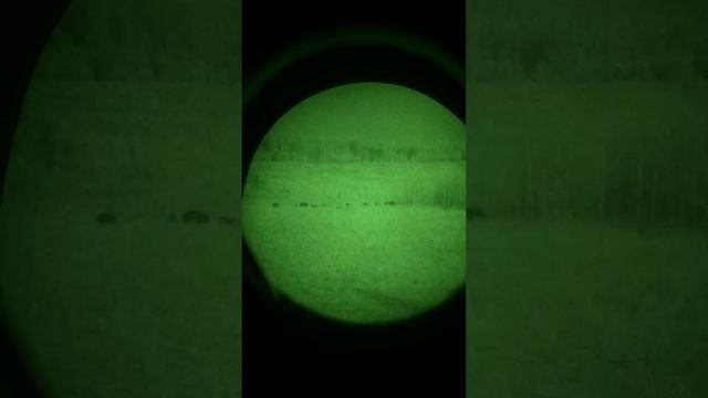 2014.11.04 ПНВ Dedal 490 DK3 (4х кратный), кабаны на овсяном поле (часть1) смотреть онлайн