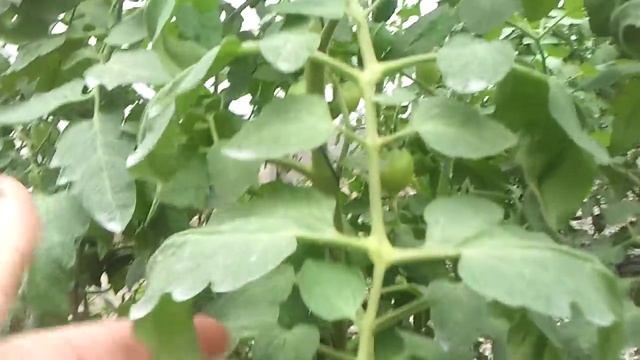 Помидоры де барао с носиком ПЕРВЫЙ СБОР смотреть онлайн