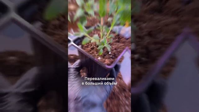 Огородные истории