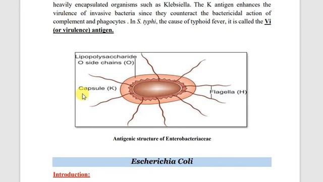 Enterobacteriaceae смотреть онлайн