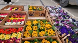 С 8 марта? Цветочный рынок Краснодар