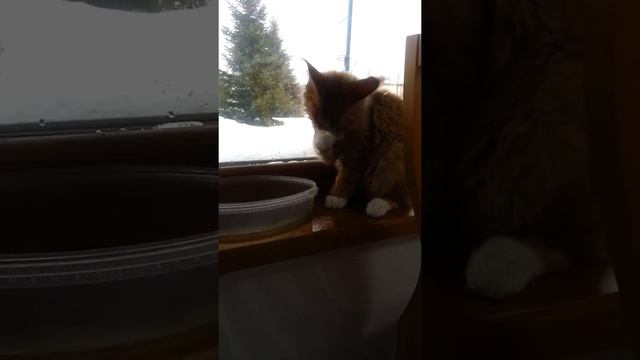 Мейн кун котёнок играет с водой. Мистер Кун