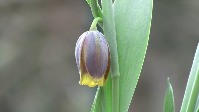 Fritillaria Species And Varieties