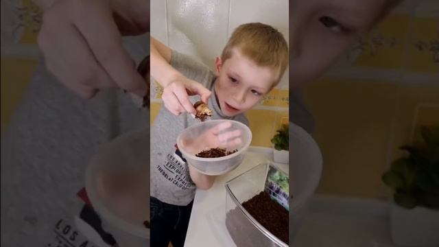 Как я ухаживаю за улиткой Ахатин? #улитка#ахатин#