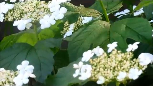 Статья 49  Информационное взаимодействие при ведении персонифицированного учета сведений