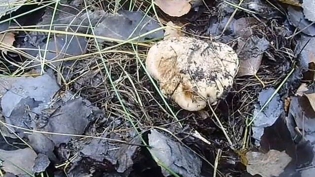 рядовка тополевая смотреть онлайн