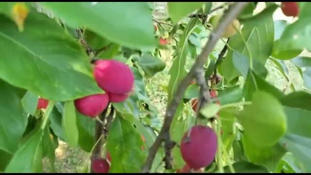 #15 Cherry Apple Tree смотреть онлайн