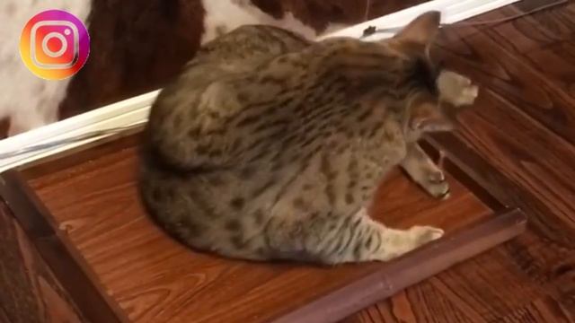 Египетская Мау - удивительная кошка смотреть онлайн