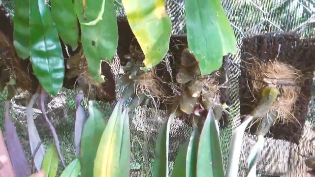bulbophyllum phalaenopsis Orchid ( Anggrek Bulbo Dasi) смотреть онлайн
