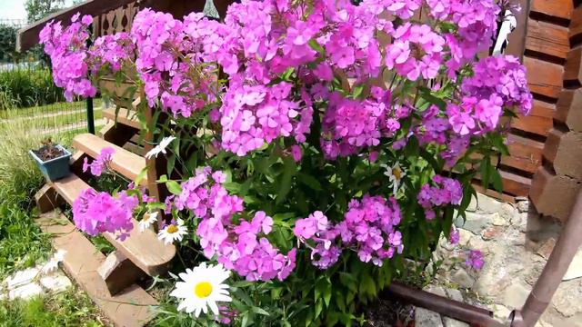 Набирают популярность. Флоксы . Посадка и уход смотреть онлайн