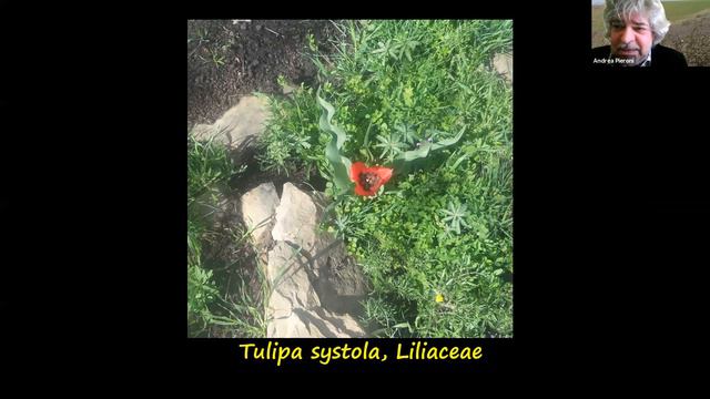 Talk by Prof. Andrea Pieroni: Ethnobotany at the crossroad between food and medicine смотреть онлайн