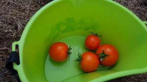 Помидор "Волгоградский 323" поспел.