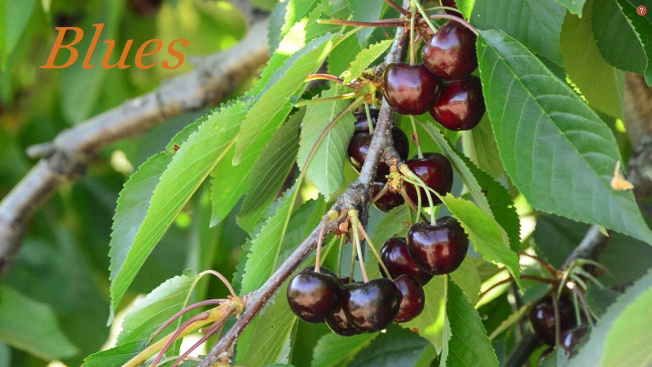 Вишнёвый блюз 033. & Cherry Blues. смотреть онлайн