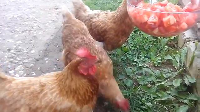 Куры и помидоры смотреть онлайн