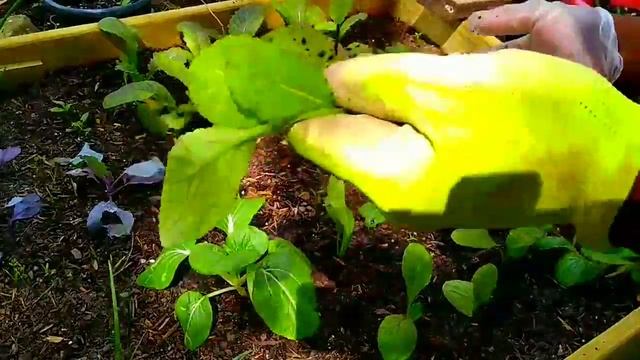 The Start of My Fall Garden, Mama Got Seeds смотреть онлайн