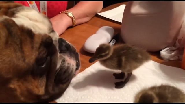 Собака и утята | Dog and ducklings | Приколы до слез - Collab #1 смотреть онлайн