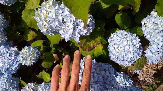Hydrangea basics. смотреть онлайн