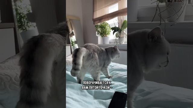 Как понять, что кот хочет тебя убить? ч.2 #коты #кошка #shorts смотреть онлайн