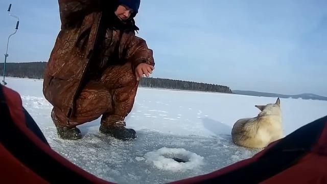 Перволёдье, ноябрь - 2016г. - лед 7 см !!! Рыбалка на Братском водохранилище!!! смотреть онлайн