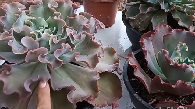 Curls, e sua híbrida e relacionadas. смотреть онлайн