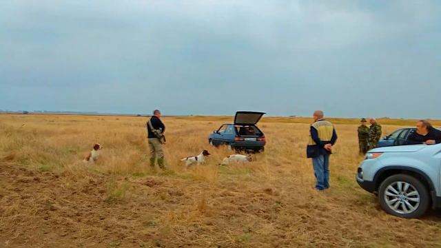 Английский спрингер спаниель