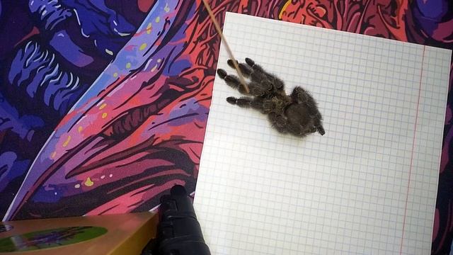 Мой первый паук Psalmopoeus reduncus содержание и описание!!! смотреть онлайн