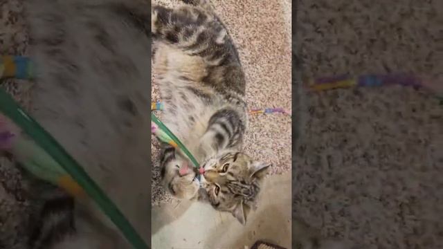 Cattery 1 смотреть онлайн