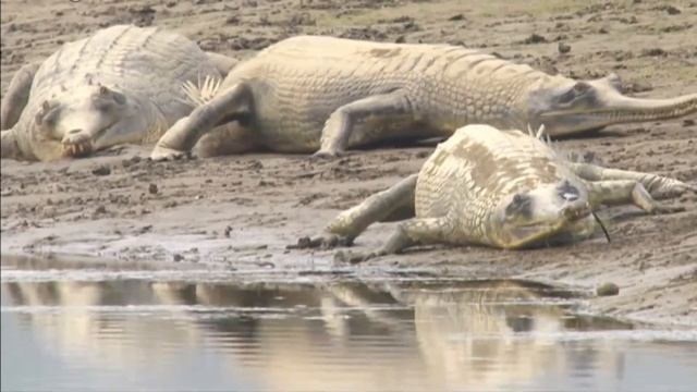 Gavial (cocodrilos) | Datos curiosos de animales смотреть онлайн