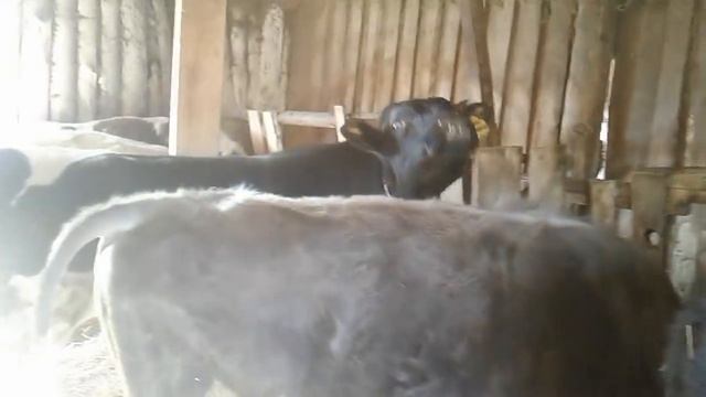 Мои свинки,большие быки и мысли вслух обо всем! смотреть онлайн