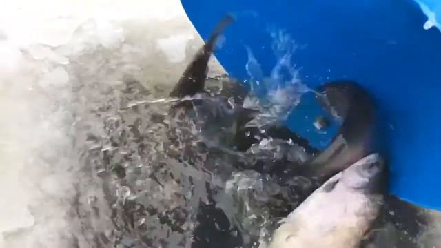 Зарыбление 1 Га смотреть онлайн