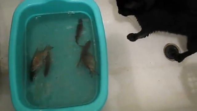 кошка ловит рыбу смотреть онлайн