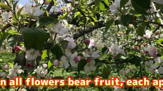 【Defloration Process】 When the apple flowers bloom… Beginning of the Defloration Process смотреть онлайн