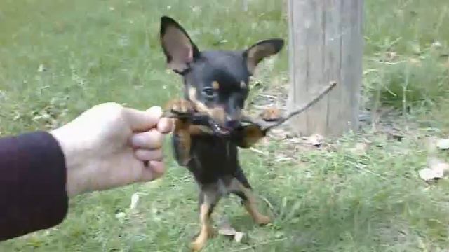 Цезарь (русский той терьер) смотреть онлайн