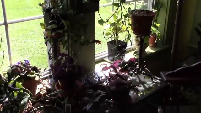 LACK OF PLANT CARE ISSUES смотреть онлайн