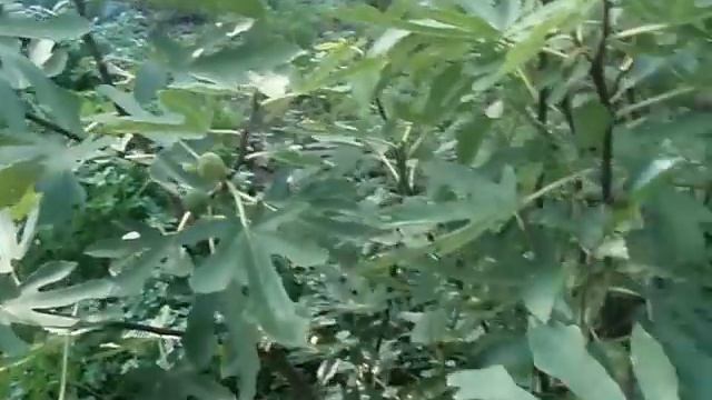 Самоплодный сорт инжира, растущий в открытом грунте смотреть онлайн