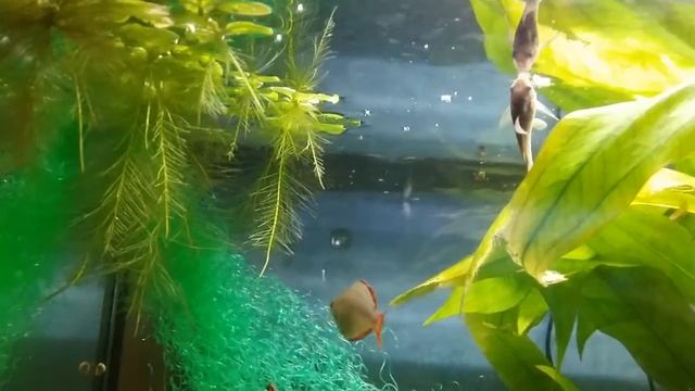 Melanotaenia praecox смотреть онлайн
