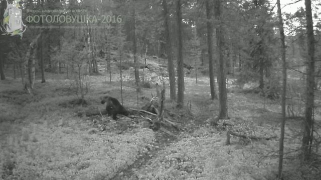 ID692/Лапландский заповедник/Хищники/Росомаха смотреть онлайн