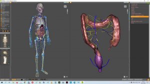 3D карта анатомии человека Артекс со всеми органами. Виртуальная анатомия 4.0