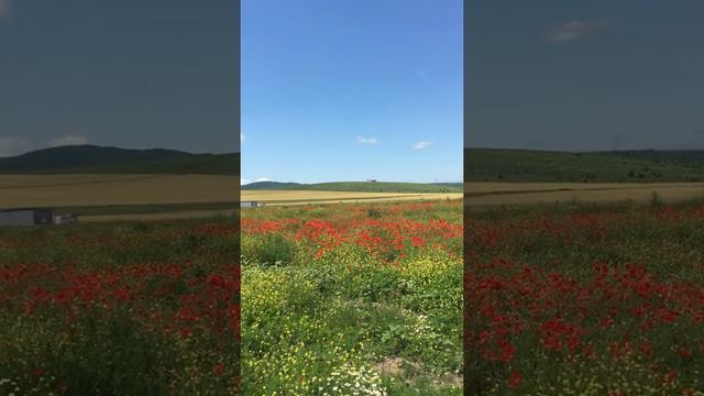 Цветущие поля станицы Раевской