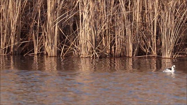 Лутки (лат. Mergellus albellus) / White Nuns (Smews)/ ミコアイサ смотреть онлайн