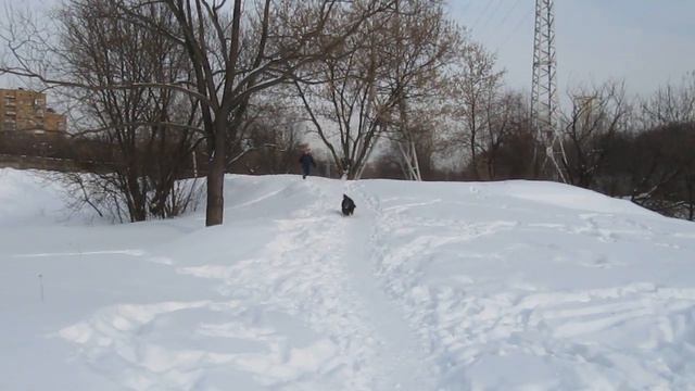 Тибетский терьер смотреть онлайн