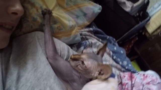 Как сфинксы выглядят утром? смотреть онлайн