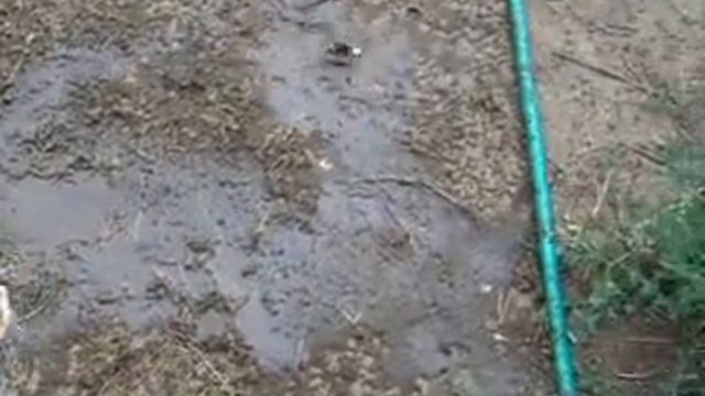 Триша и Волшебная серебряная змейка смотреть онлайн