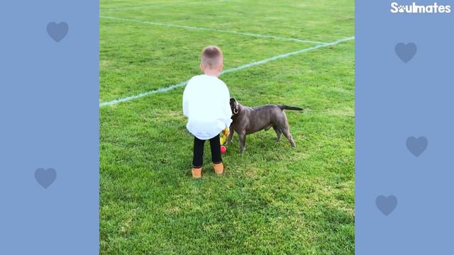 Kid Writes A Love Letter To His Pittie | The Dodo Soulmates смотреть онлайн