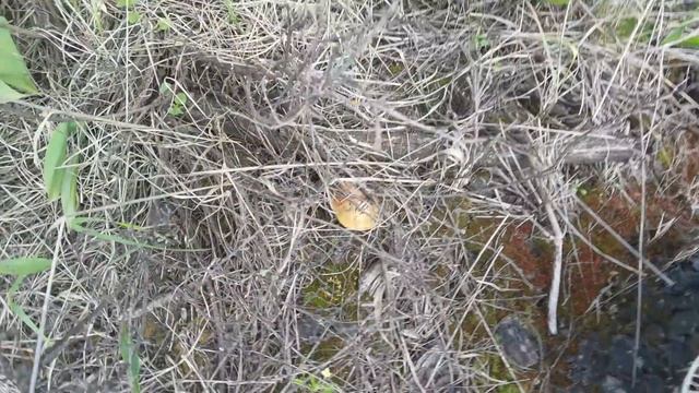 Первые маслята сезона 2022! смотреть онлайн