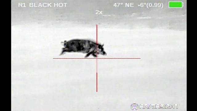 用夜视仪狩猎破坏庄稼的野猪 смотреть онлайн